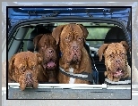 Psy, Samochód, Cztery, Dog de Bordeaux