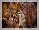 Świątecznie, Pies, Dziecko, Siberian husky, Światełka